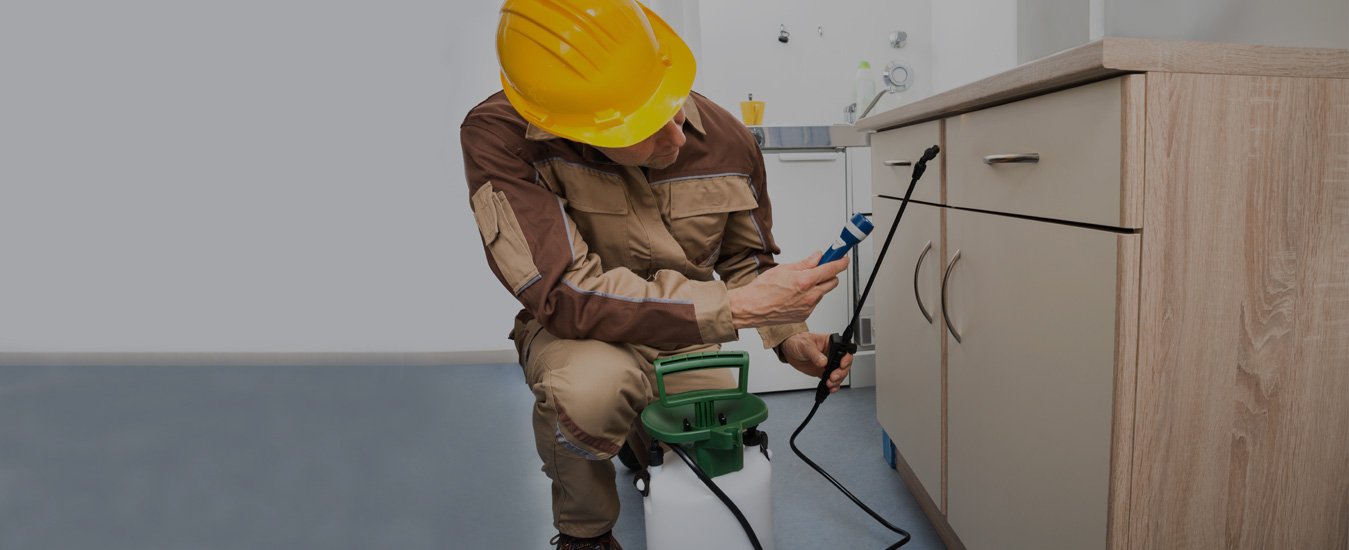 Oakville Pest control Pest Control & Removal Services in Oakville