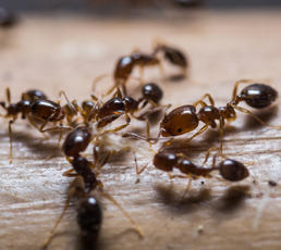Ants-Control