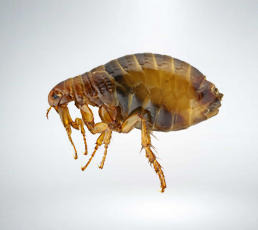 Fleas-Extermination
