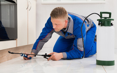 Cockroach Infestation Exterminator | Oakville Pest Control