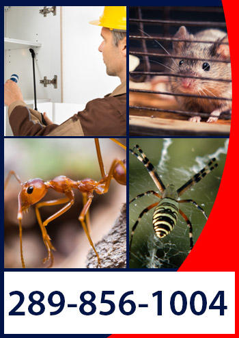 contact now oakville pest