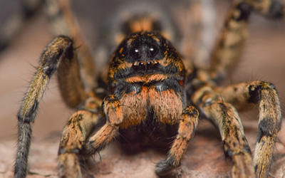4-Ways-To-Inspect-The-Spider-Infestation-In-Your-Home