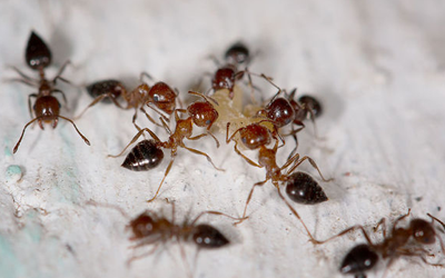 How To Keep Ants Miles Aways From Your Home