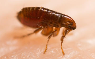 Common 5 Cockroach Control Myths Debunked