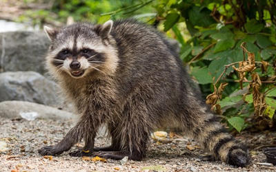 4 Signs Your Home Is Raccoon Infested