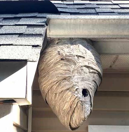 paper wasp nest in oakville ontario