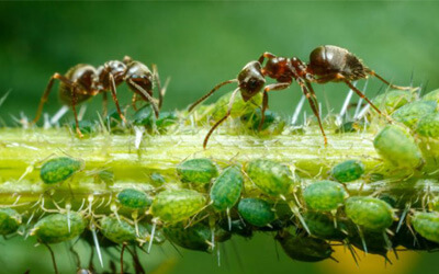 ant control oakville